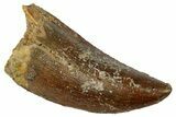Serrated, Carcharodontosaurus Tooth - Real Dinosaur Tooth #329906-1